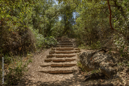Stairs in the woods - In the wooded hills around Jerusalem