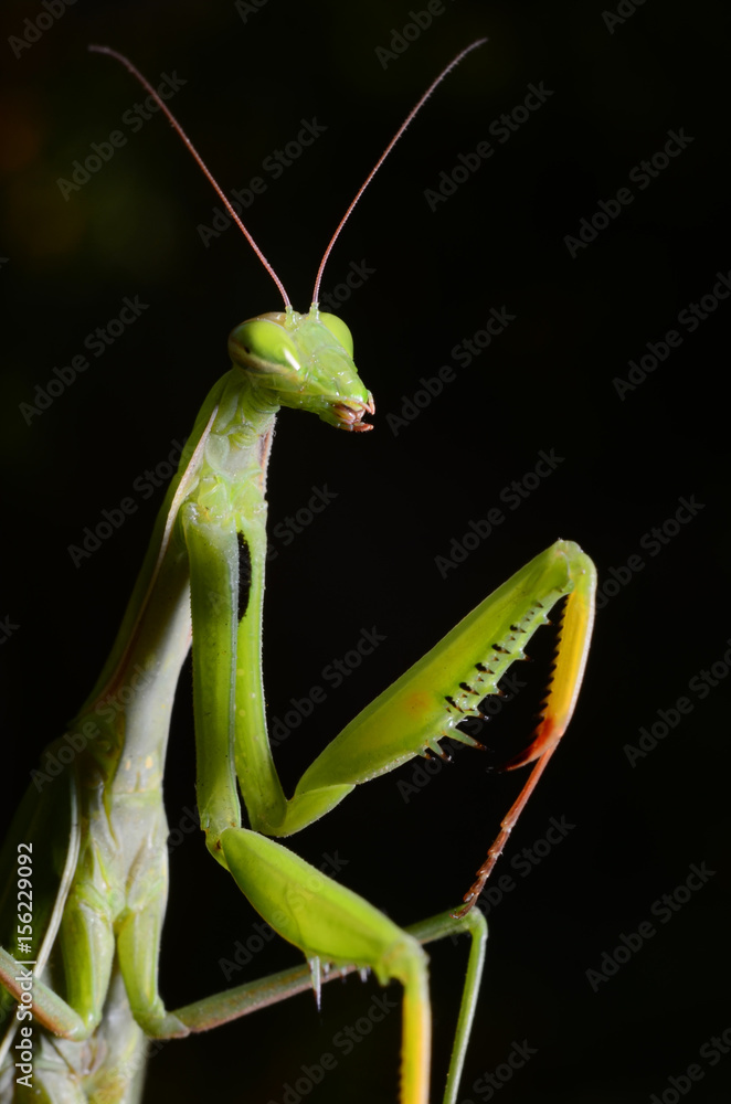 Macro portrait Mantis religiosa. Macro portrait Mantis religiosa.
