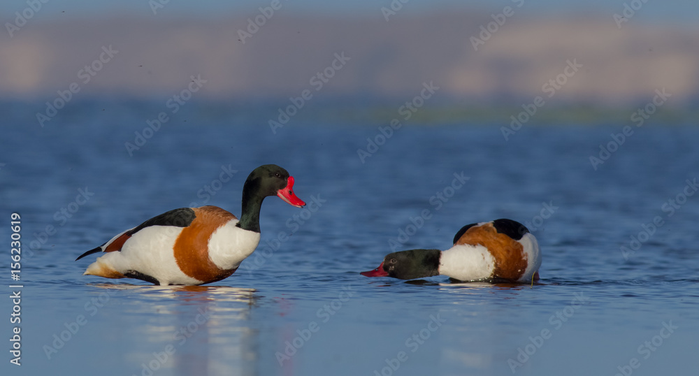 Common Shelduck - Tadorna tadorna - Curonian Lagoon, Lithuania Common Shelduck - Tadorna tadorna - Curonian Lagoon, Lithuania
