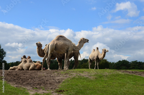 Fototapeta Naklejka Na Ścianę i Meble -  Camel trekking on a safari
