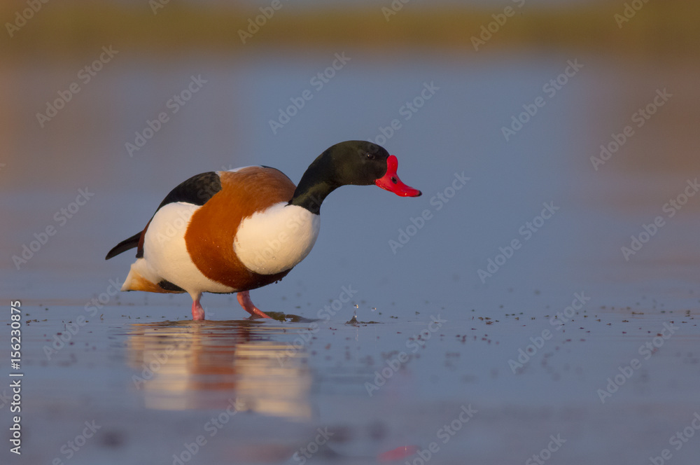 Common Shelduck - Tadorna tadorna - Curonian Lagoon, Lithuania Common Shelduck - Tadorna tadorna - Curonian Lagoon, Lithuania