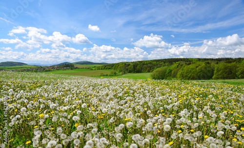 Spring landscape with blooming dandelions on meadow in Czech Republic.