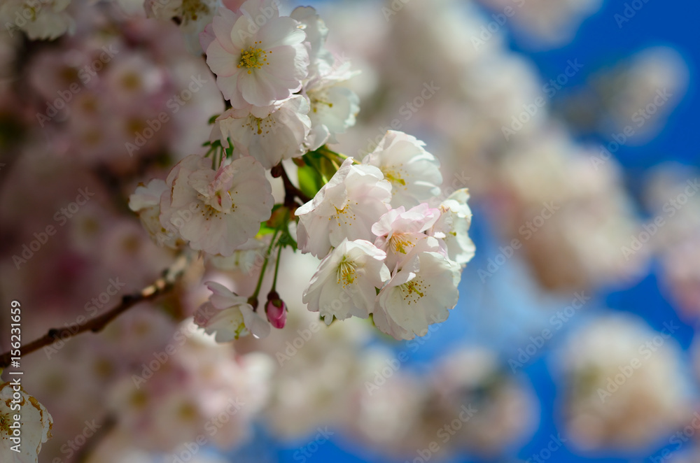Sakura flowers. Spring flowering trees. Sakura flowers. Spring flowering trees.