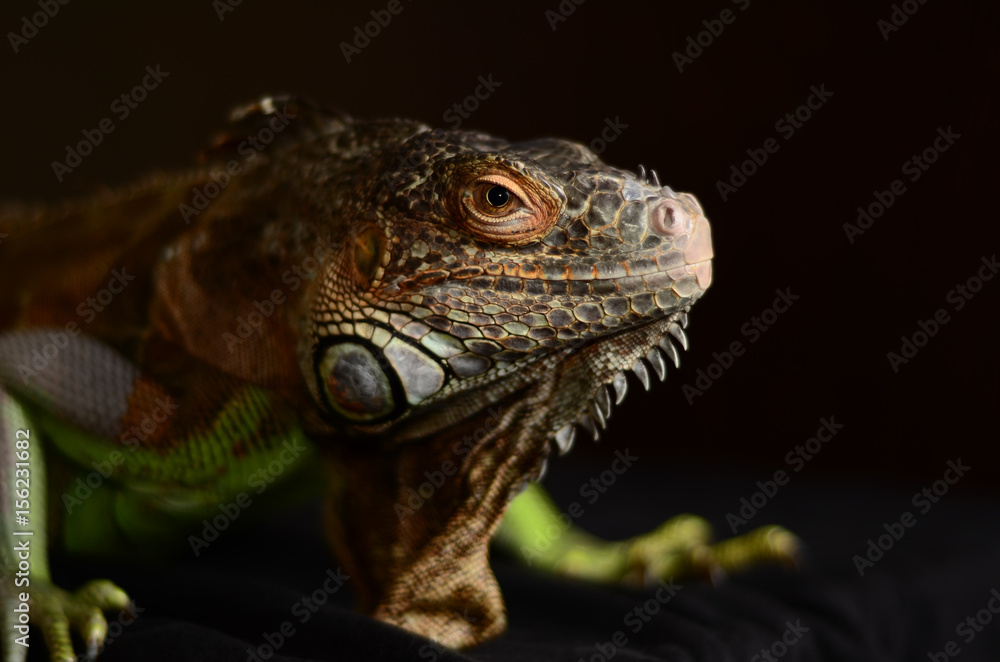 Fototapeta premium Green iguana (Iguana iguana) on a black background