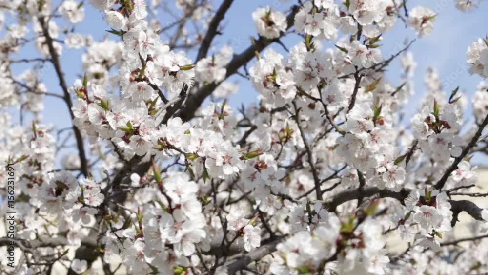 Tree apricots blossoms against the blue sky, spring day. Fresh spring background Tree apricots blossoms against the blue sky, spring day. Fresh spring background