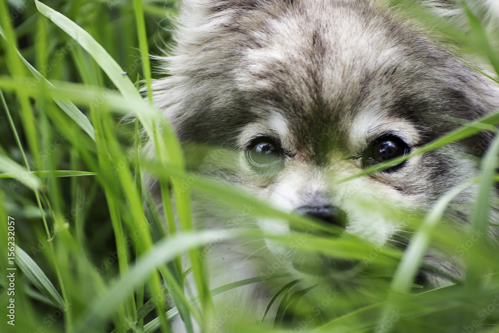 Fototapeta premium Eyes German spitz playing in the grass