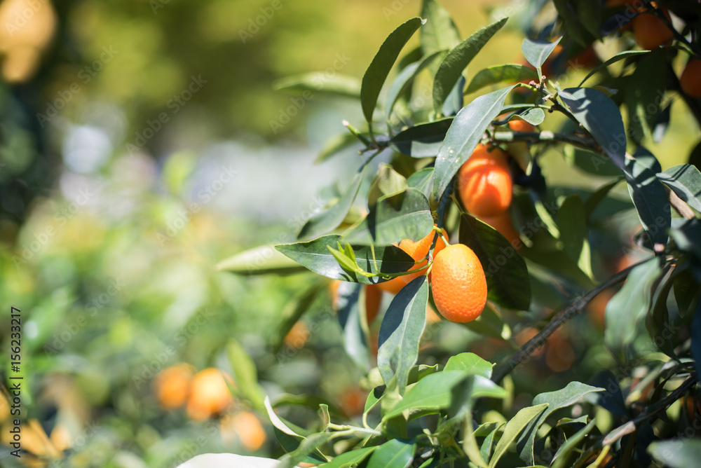 Kumquat fruit close up on green tree branch