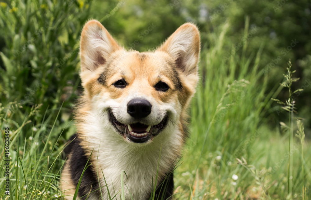 Happy and active purebred Welsh Corgi dog outdoors in the grass on a sunny summer day. Happy and active purebred Welsh Corgi dog outdoors in the grass on a sunny summer day.