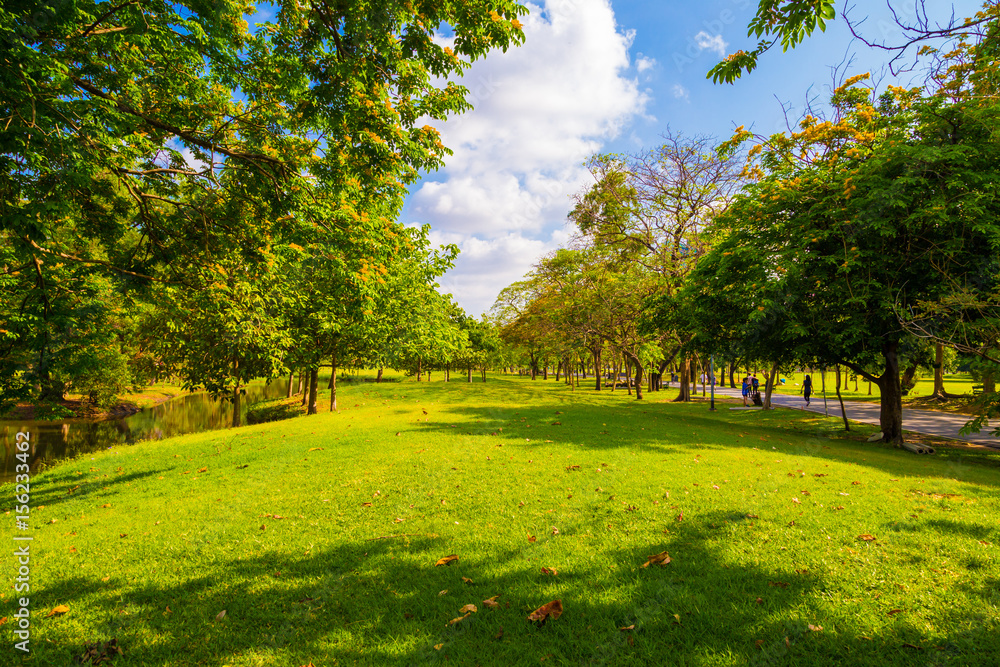 Fototapeta premium City park with green meadow and tree