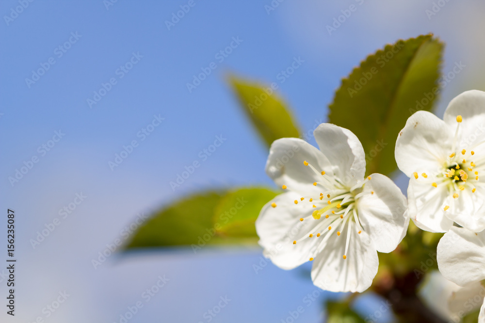 Obraz premium blühende Kirsche