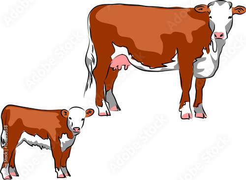 Hereford cattle