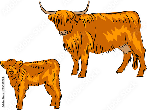 Highland cattle -cow with calf