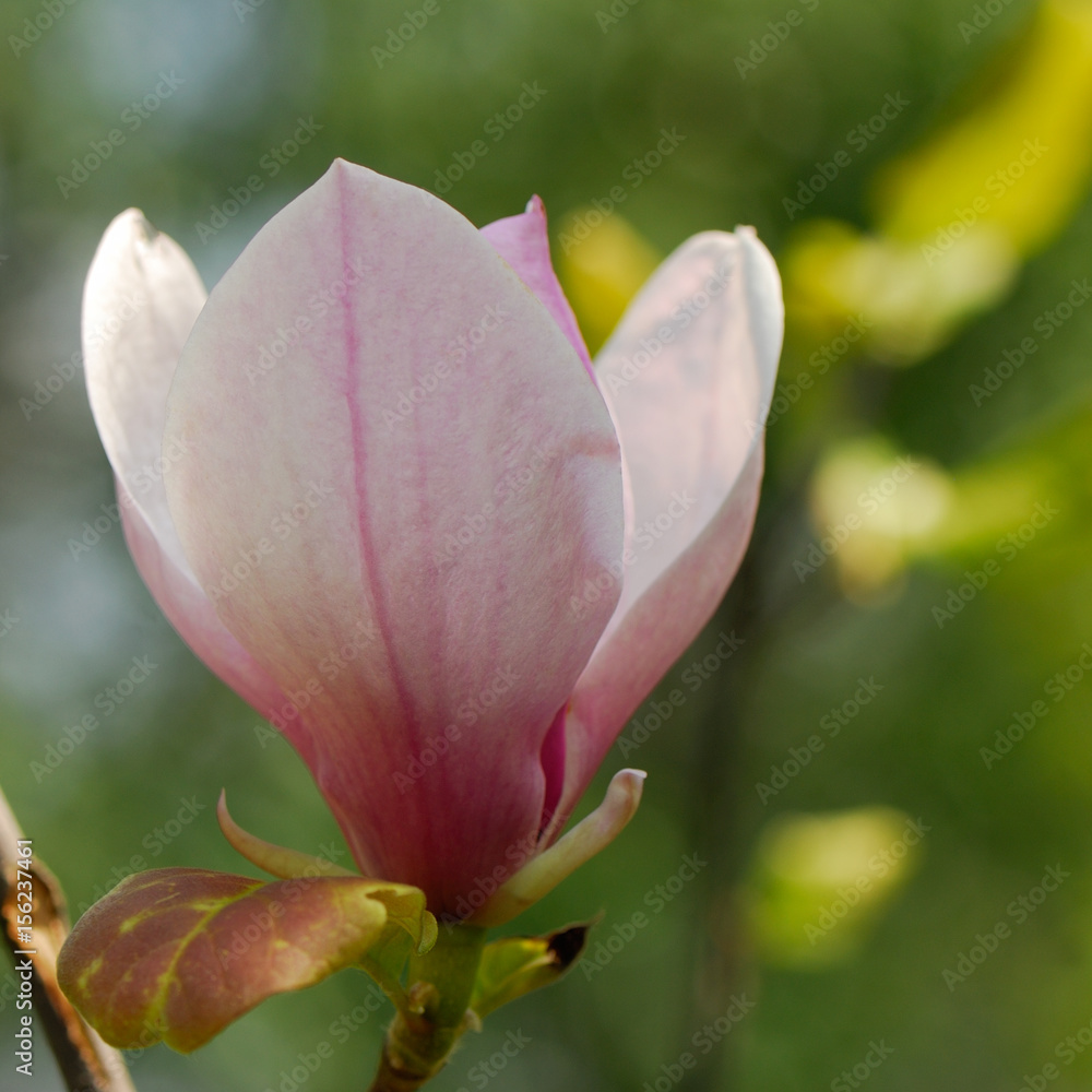 blossoming chestnut magnolia flower