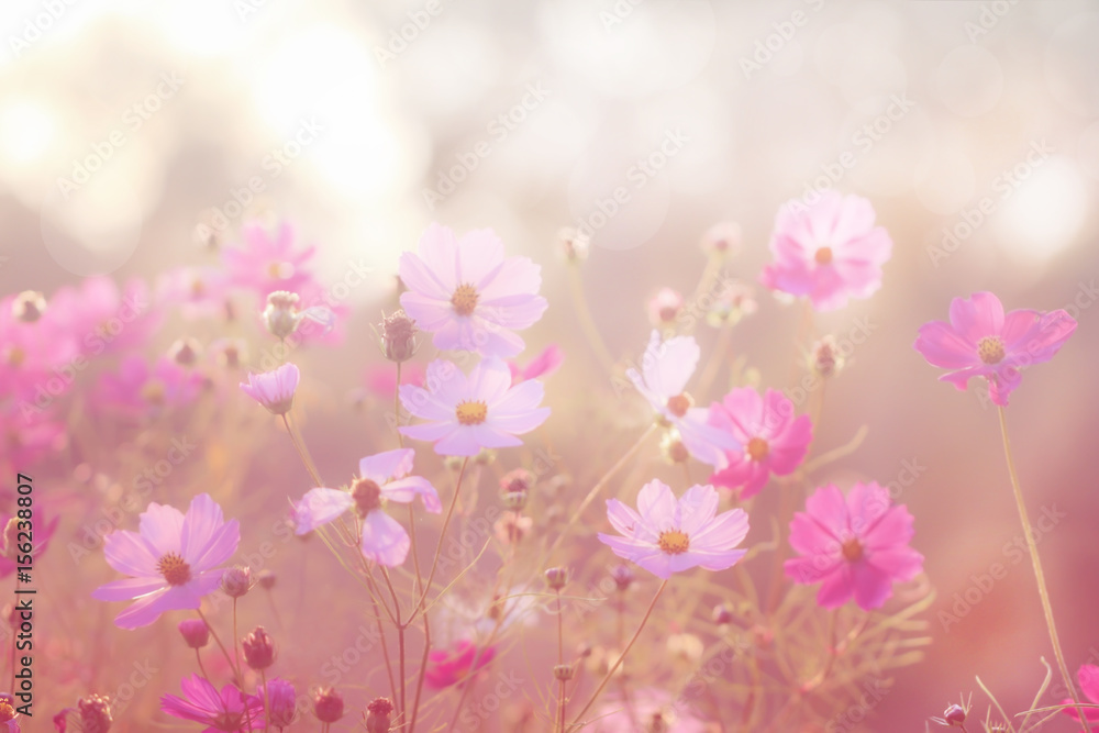 Blurred floral background. Cosmos flowers, soft light.