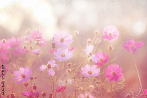 Blurred floral background. Cosmos flowers, soft light.