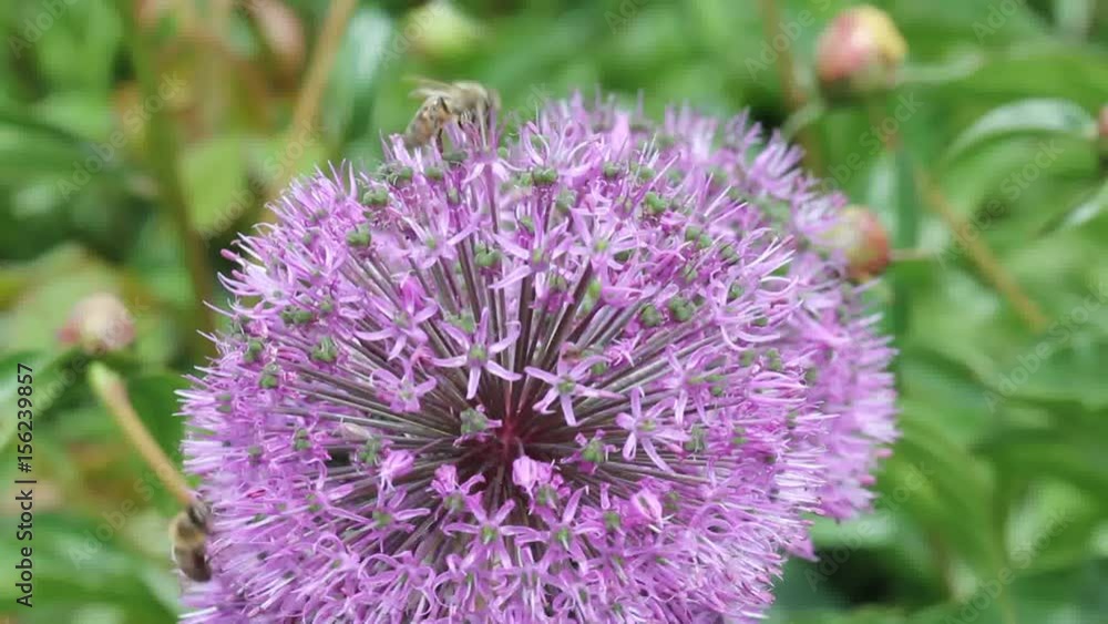 Bee collects nectar from flowers
Bee collects nectar from flowers of a decorative bow (Allium suworowii).

