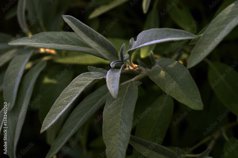 Obraz premium Salvia
