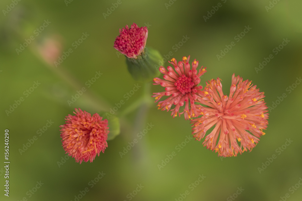 close up detail of small red flowers and their buds from above on a green background - horizontal close up detail of small red flowers and their buds from above on a green background - horizontal