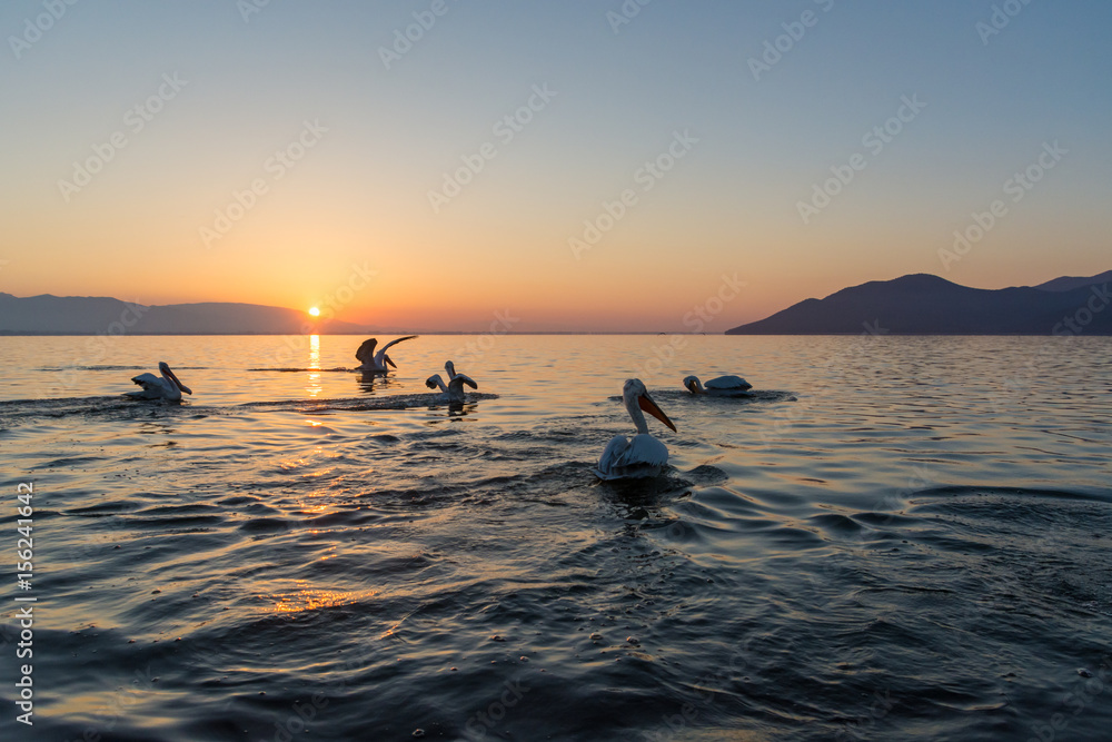 Dalmatian pelican (Pelecanus crispus) shot at sunrise at lake Kerkini in Greece Dalmatian pelican (Pelecanus crispus) shot at sunrise at lake Kerkini in Greece