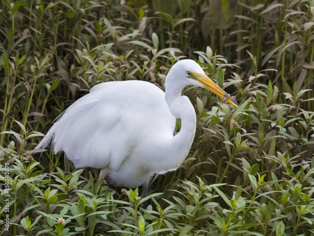 Great egret, Ardea Alba