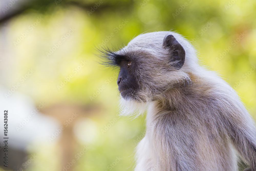 Obraz premium Langur monkey in Rishikesh, India. Close up