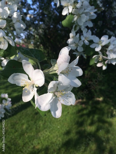 Apple blossom in spring.