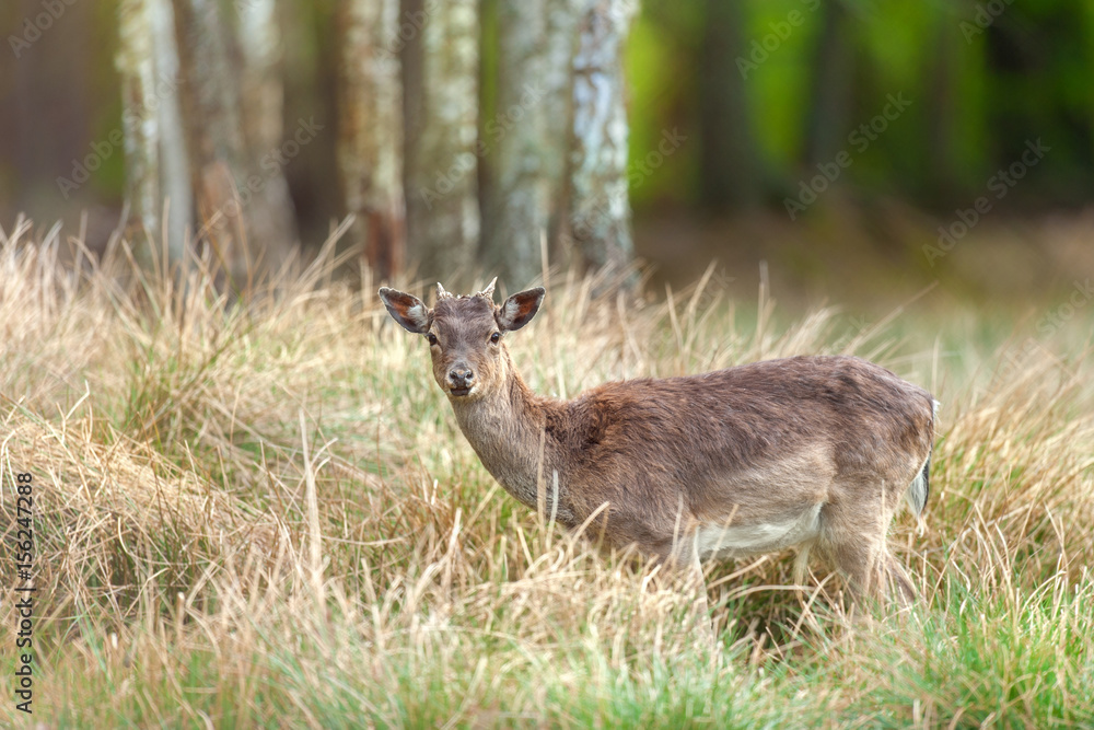 Deer on autumn forest grazing Deer on autumn forest grazing