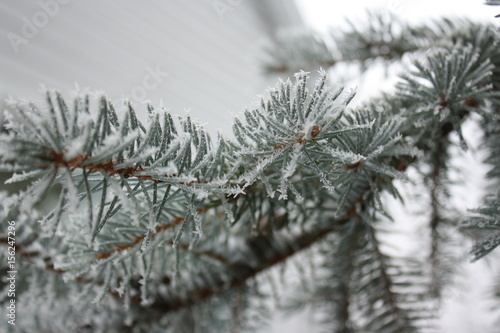 Hoar frost on pine.