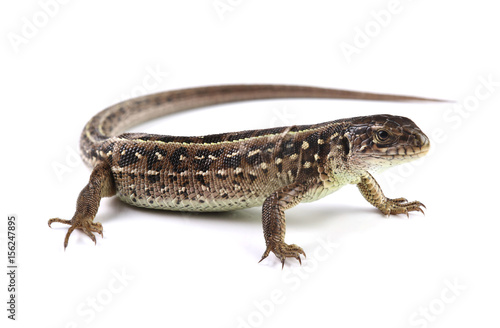 Brown lizard isolated on white