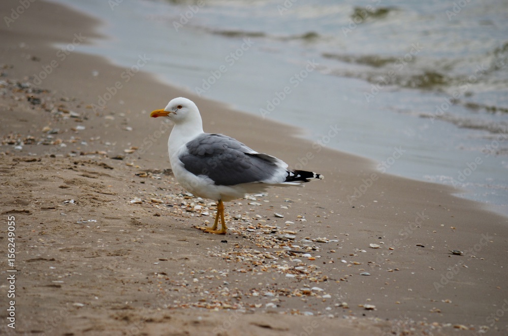 Möwe Möwe