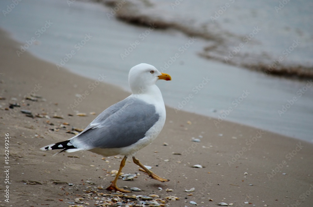 Fototapeta premium Stock Foto