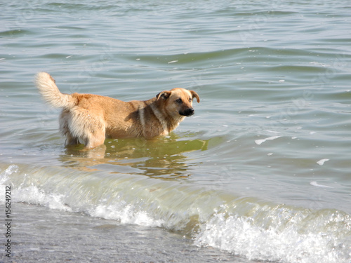 dog is swimming in the sea