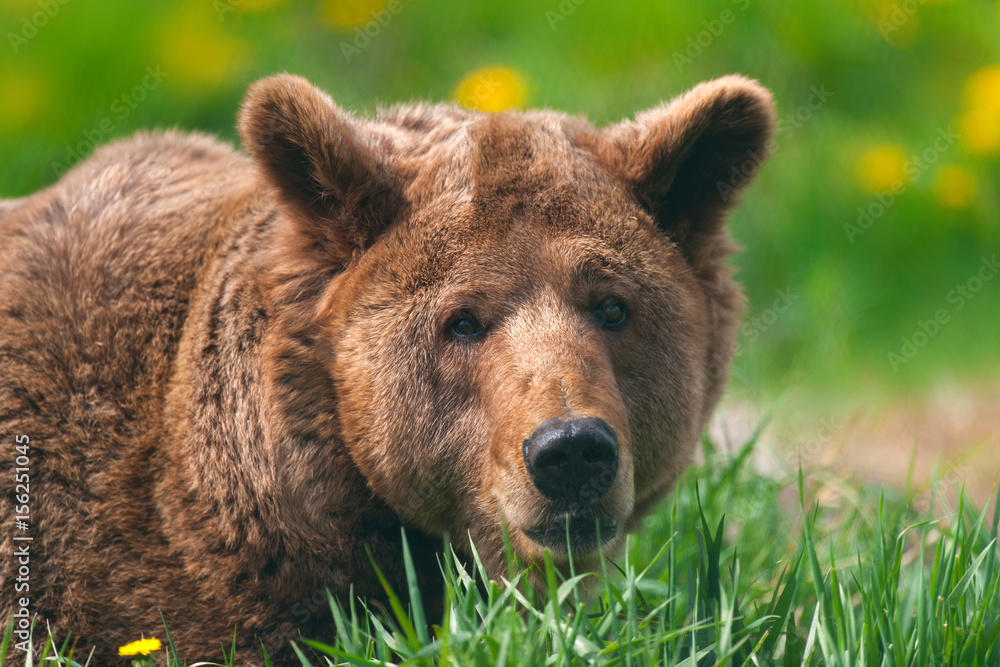 Brown bear close up portrait on green meadow Brown bear close up portrait on green meadow
