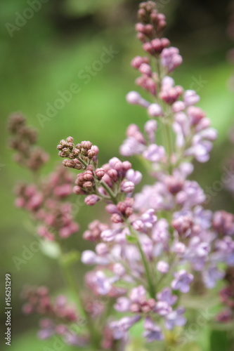 Lilac flowers on tree