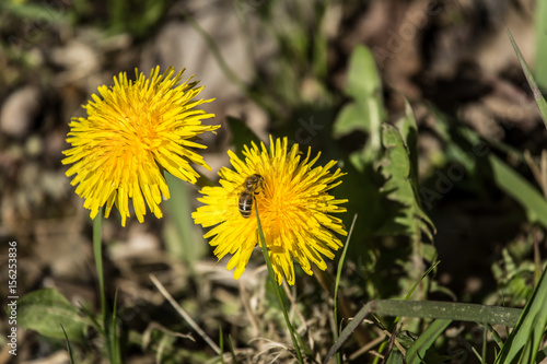 Wallpaper Mural A beautiful closeup of yellow dandelions in spring Torontodigital.ca