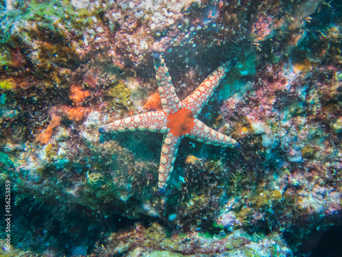 Red white Fromia Starfish