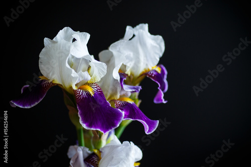 Iris flower white with purple petals