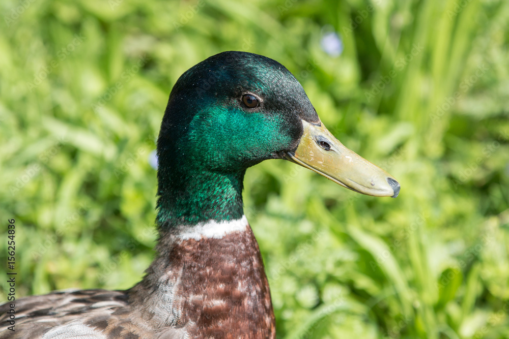 männliche Stockente (Anas platyrhynchos) männliche Stockente (Anas platyrhynchos)