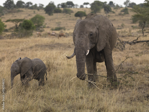 Two elephants standing in an open field, Kenya, Africa