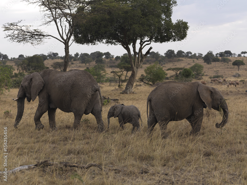 A side view of three elephants standing in an open field, Kenya, Africa