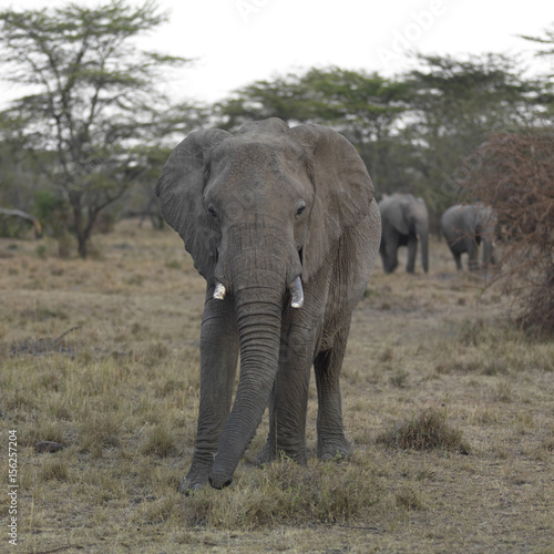 Front view of an elephant  Kenya  Africa