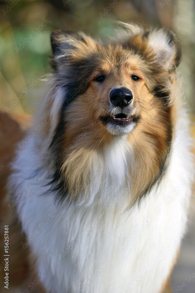 Fin hund Fin hund