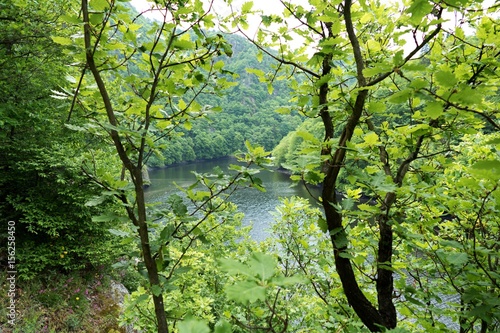 green tree branches with leaves