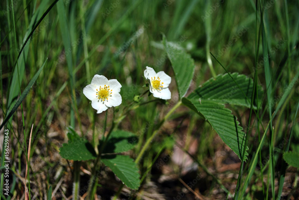 First leaves and flowers of wild strawberry growing, spring in forest First leaves and flowers of wild strawberry growing, spring in forest