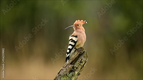 Eurasian Hoopoe or Common hoopoe (Upupa epops) photo