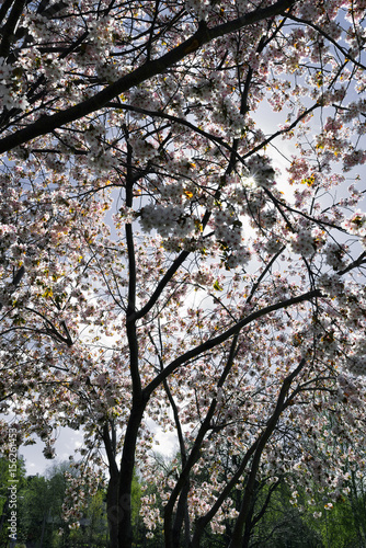 Blommande träd photo