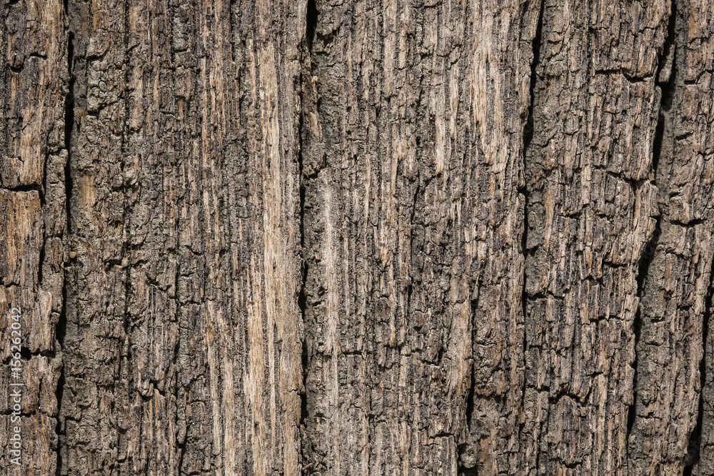 Surface bark texture close up as a background Surface bark texture close up as a background