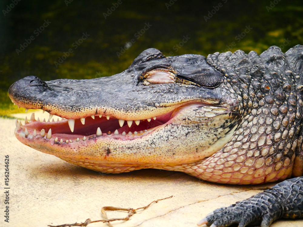 Obraz premium Crocodile