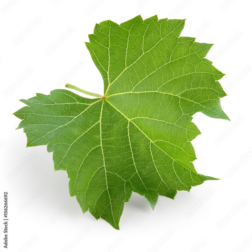 Grape leaf isolated on white. Full depth of field. Grape leaf isolated on white. Full depth of field.