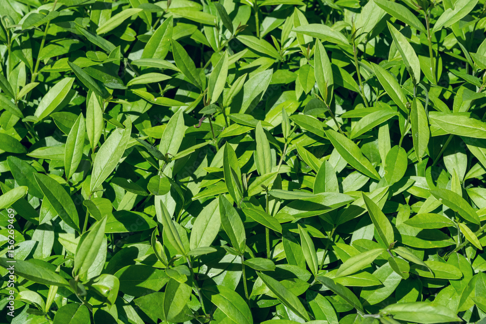 Fototapeta premium Green bush with small leaves
